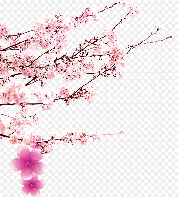 粉色梅花图片