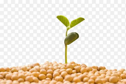 发芽的豆子