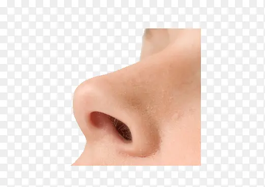 鼻子鼻孔