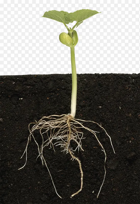土里的小菜苗