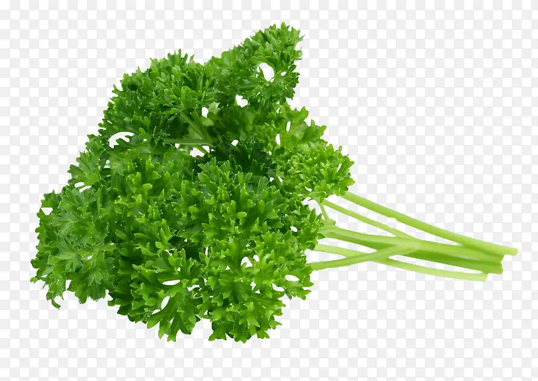 绿色新鲜的蔬菜素材
