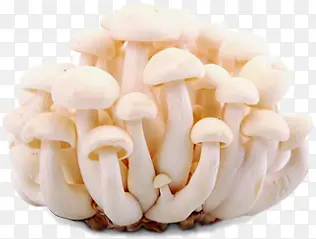 新鲜的白玉菇实物图