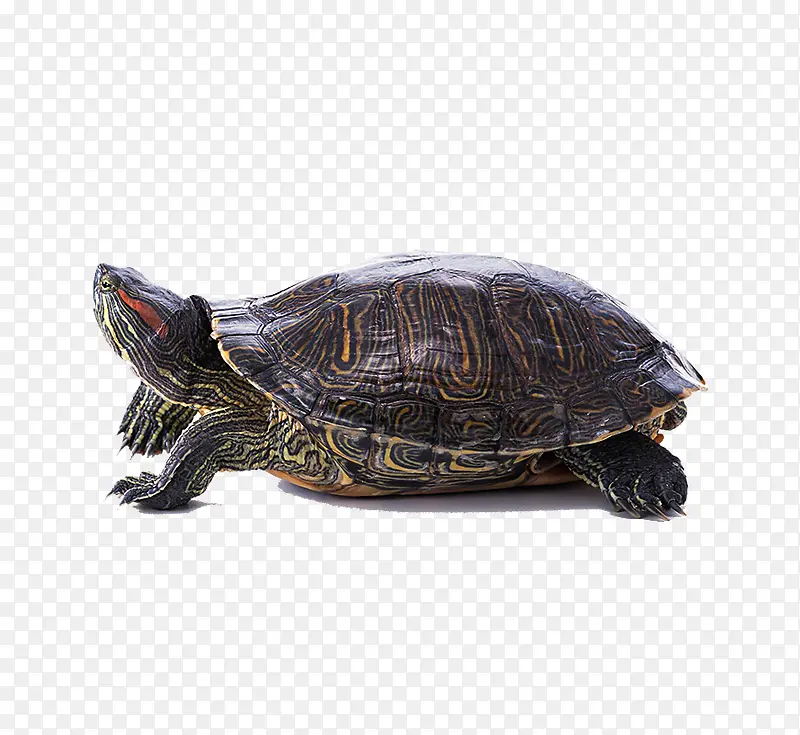 小乌龟海龟