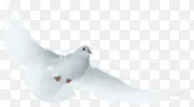 白色飞鸟美景展翅