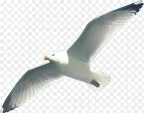 白色飞鸟展翅翱翔