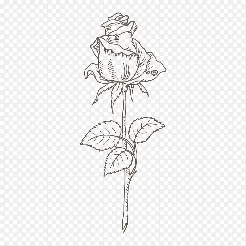 手绘灰色线条玫瑰花
