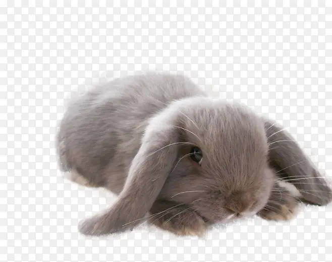灰色可爱的垂耳兔