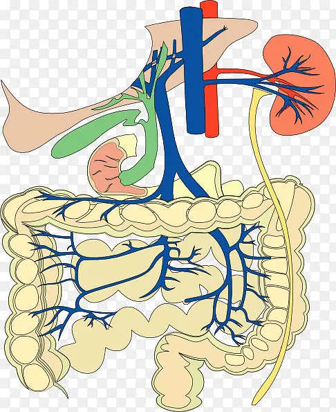 人体肠胃结构