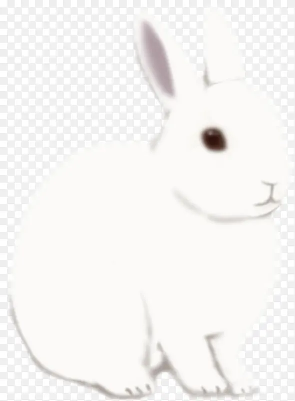 白色大兔子