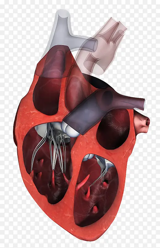 人体内脏器官心脏