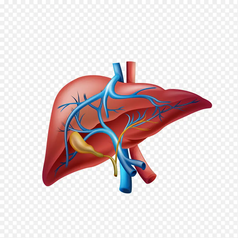 逼真的肝脏免抠素材