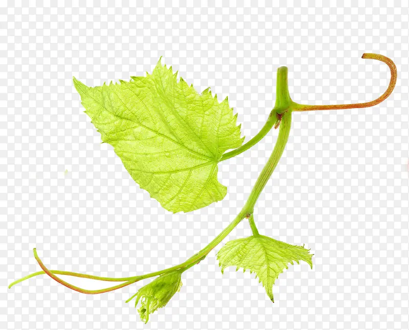 葡萄叶子植物图案