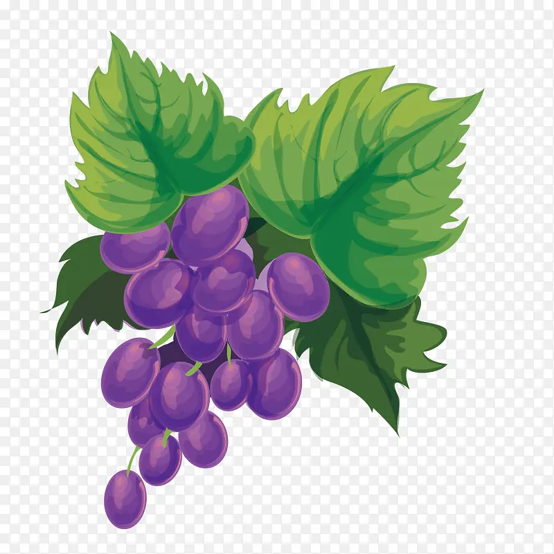 手绘紫色的葡萄效果图