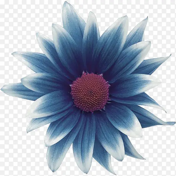 深蓝色花朵装饰