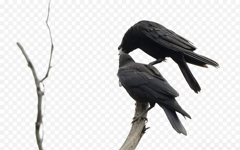 两只黑色乌鸦