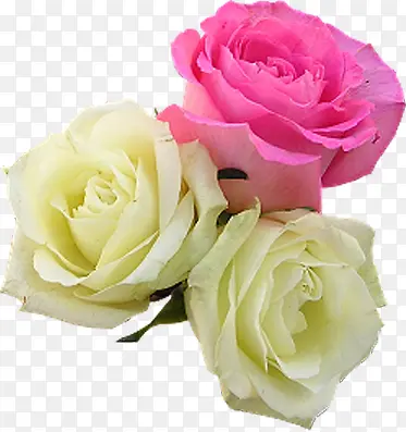 粉黄色清新玫瑰花朵
