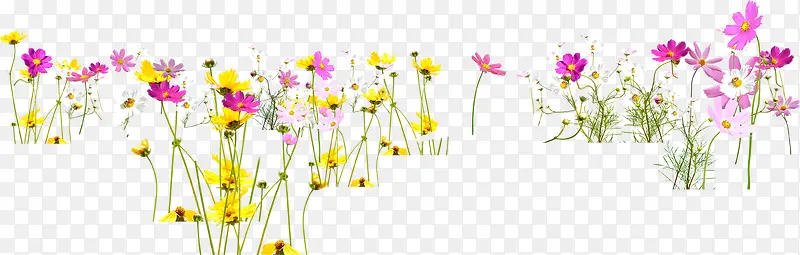 春季粉黄色花朵植物