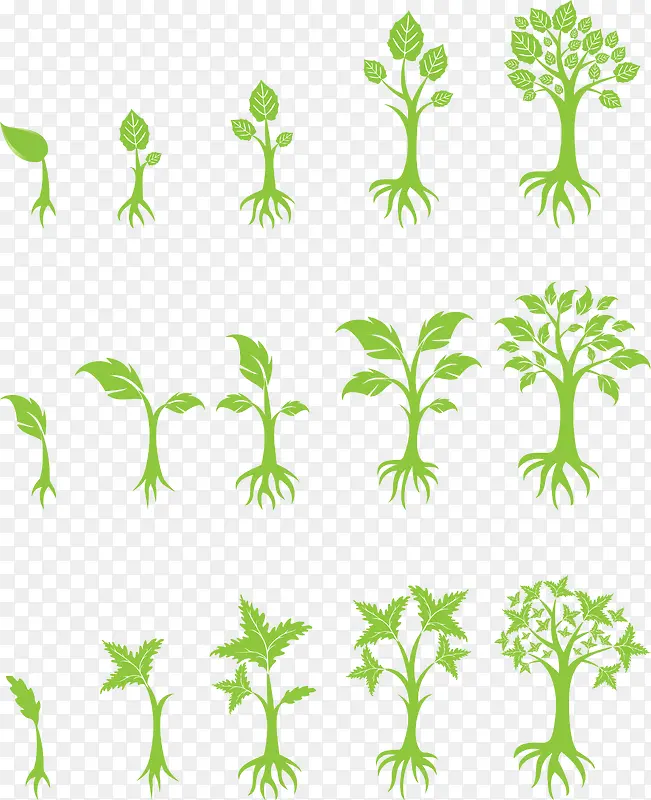 植物生长过程
