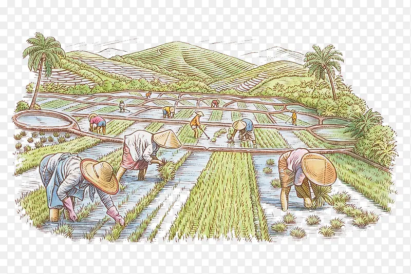 手绘插图农地种植水稻