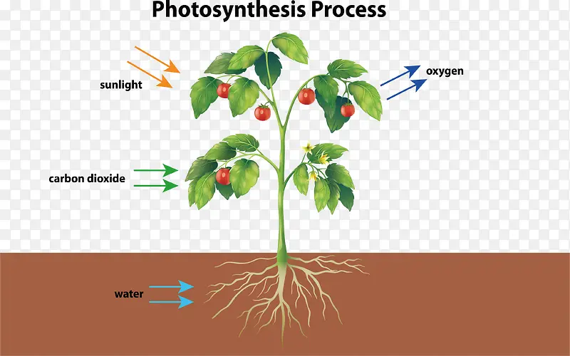 生物课植物的光合作用