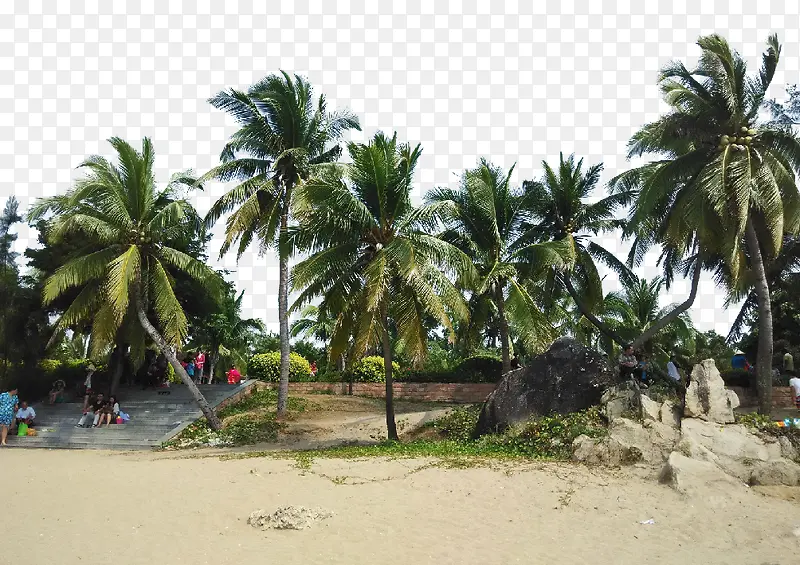 在海边的椰树乘凉