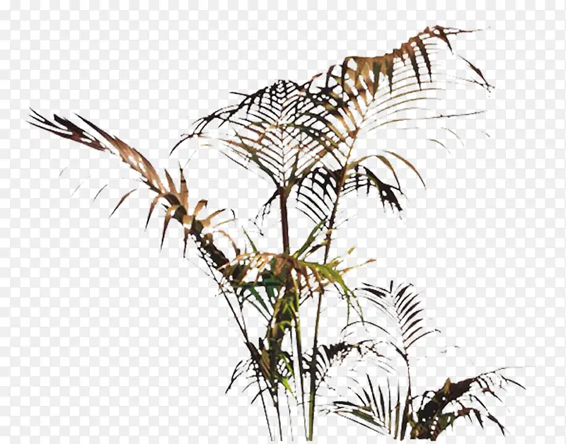 植物PNG图片素材下载_图片编号8441763-PNG素材网