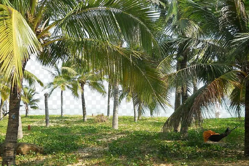 海边的椰树林