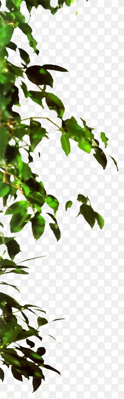 绿色植物PNG图片素材下载_图片编号8441779-PNG素材网