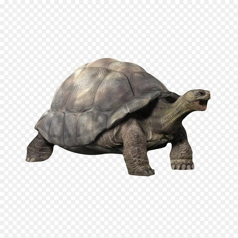 张嘴陆龟PNG图片素材下载_图片编号8442902-PNG素材网
