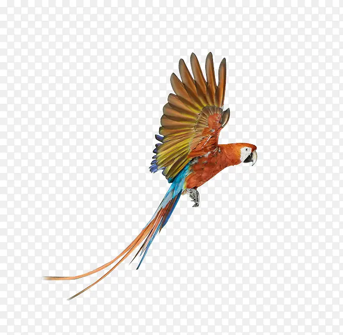 飞翔的彩色鹦鹉