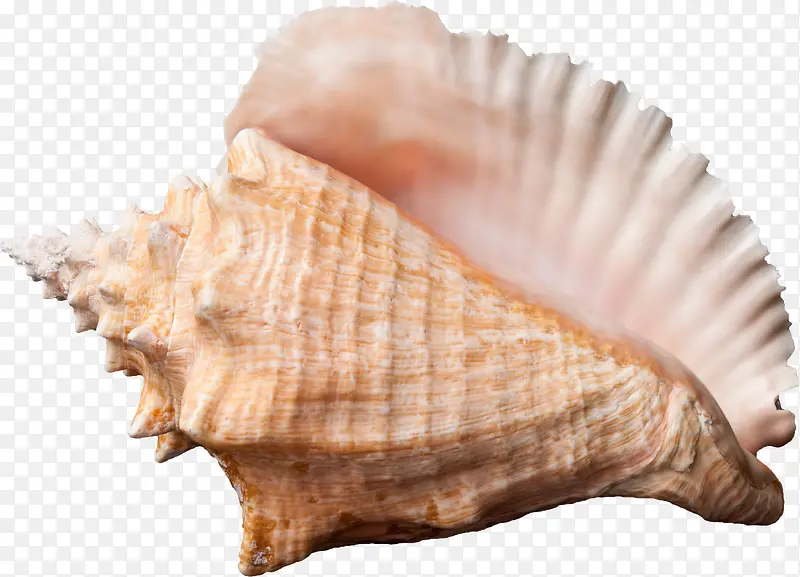 美丽的贝壳图片