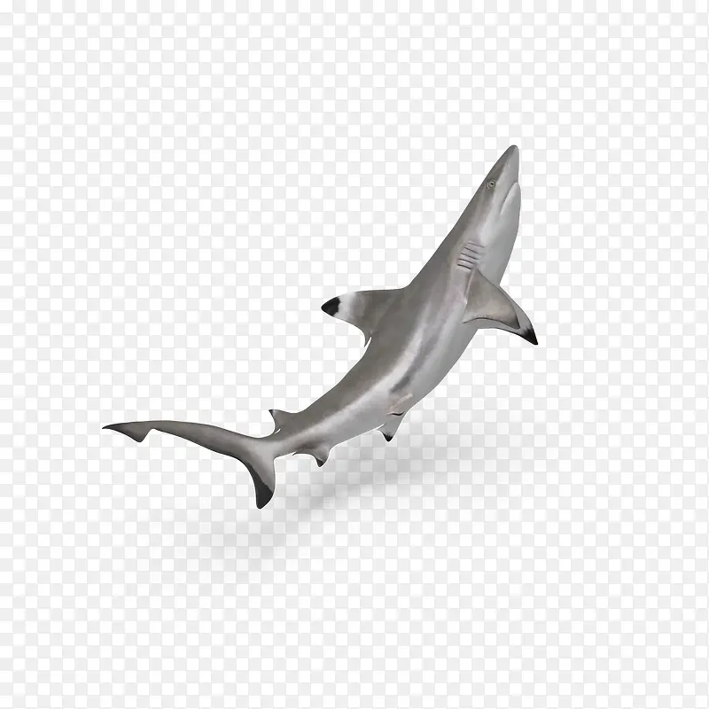 海洋生物之仰头的鲨鱼