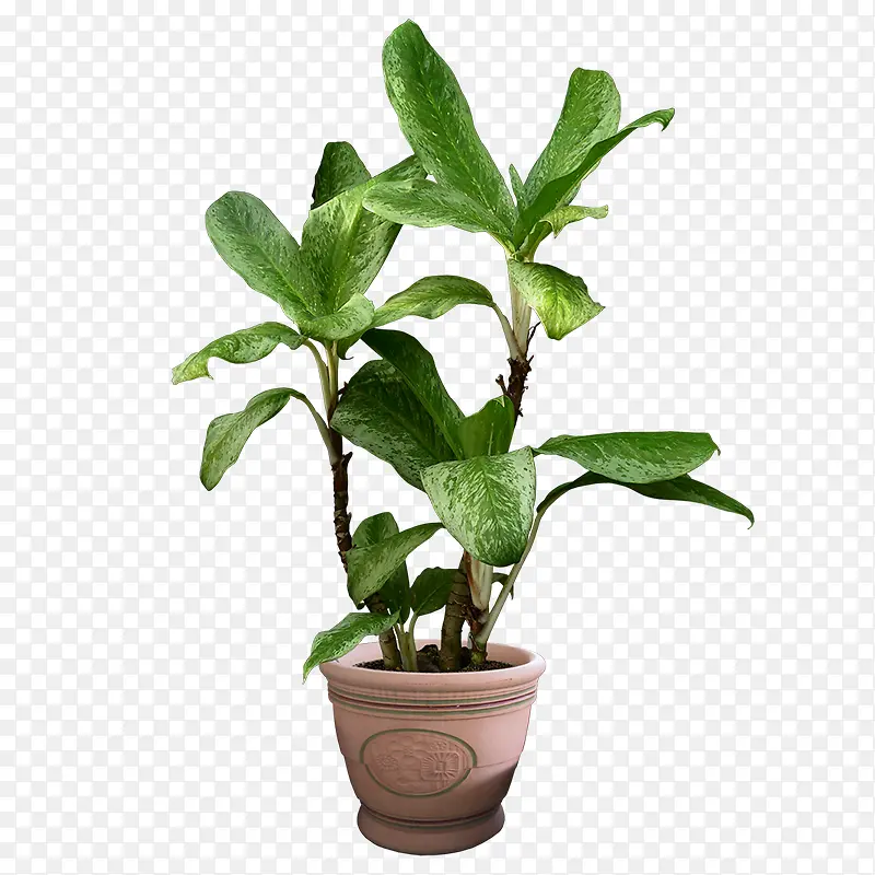 盆子植物