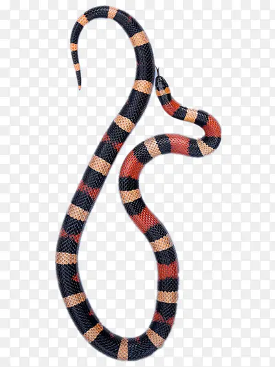 一条红斑蛇