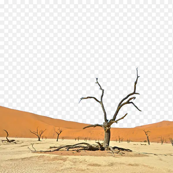 改善沙漠的枯树