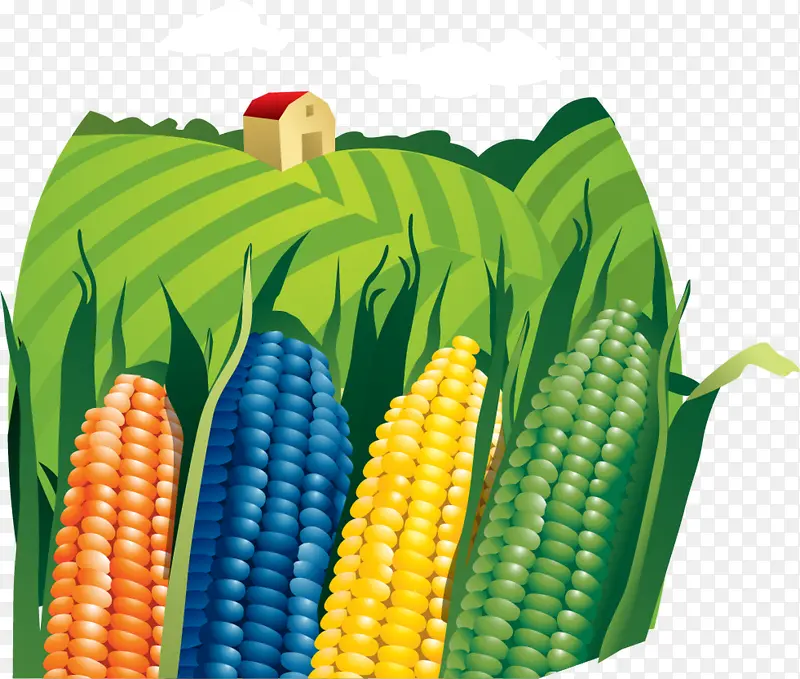 玉米农田