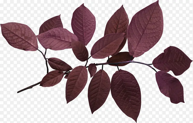 紫色树叶