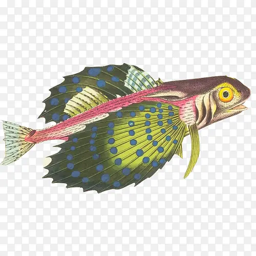 彩色海鱼手绘画素材图片