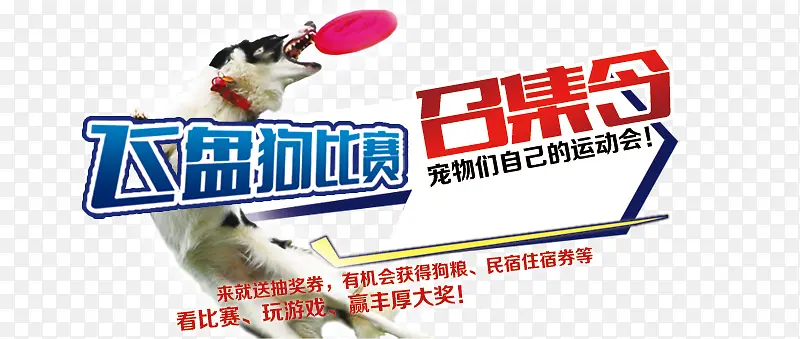 宠物比赛