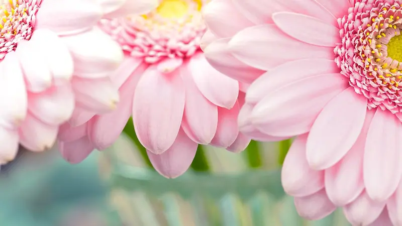 粉色创意向日葵高清