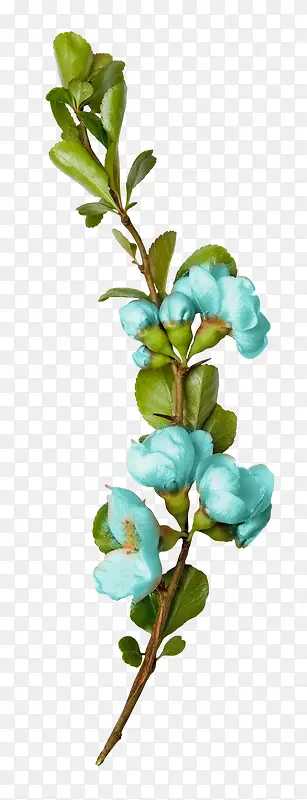 蓝色 花卉 装饰