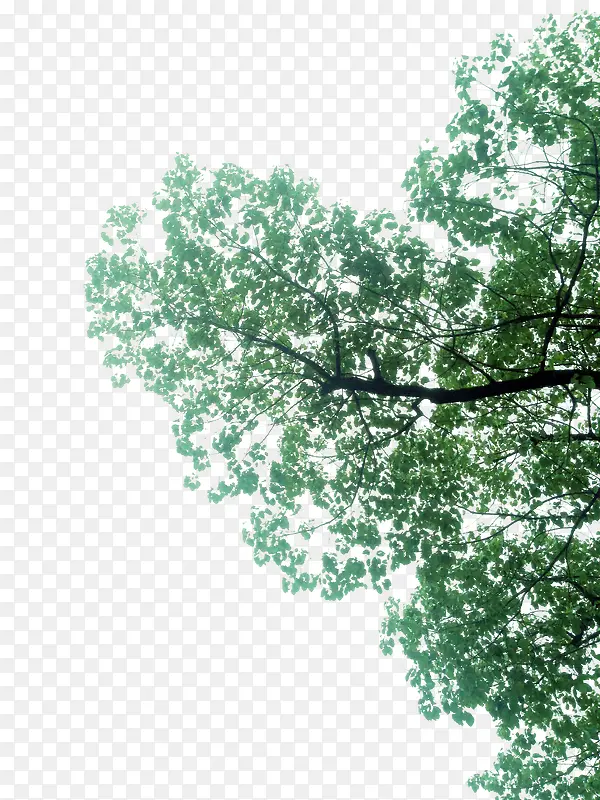 树 绿色树枝
