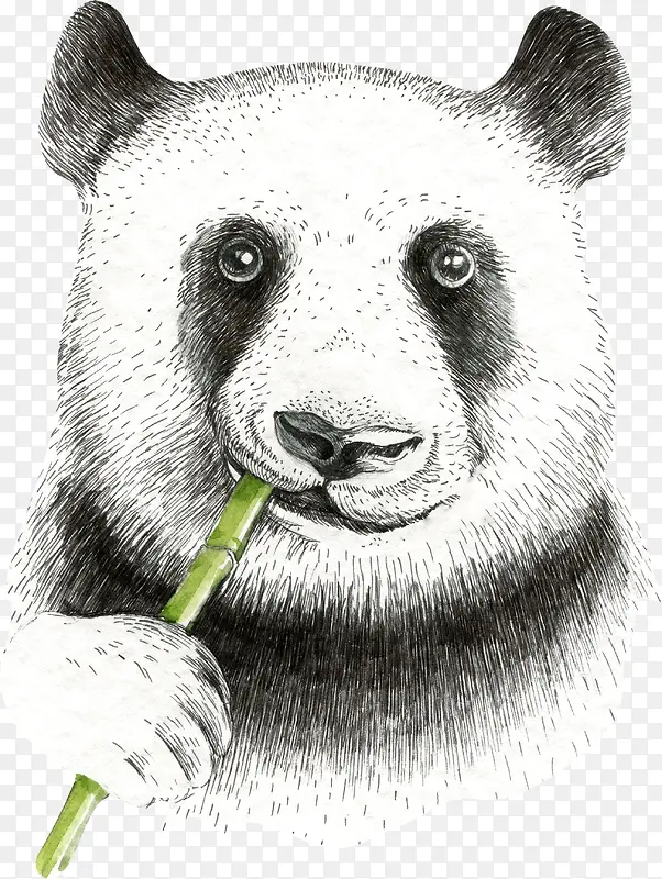手绘素描大熊猫
