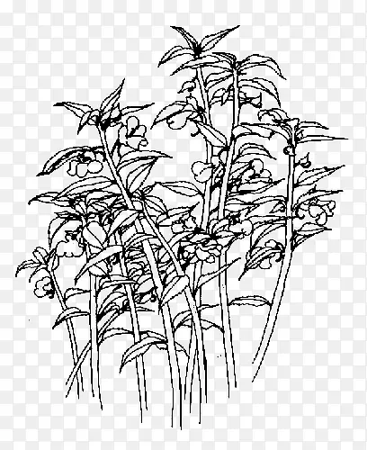 植物 鲜花 简笔画 凤仙花