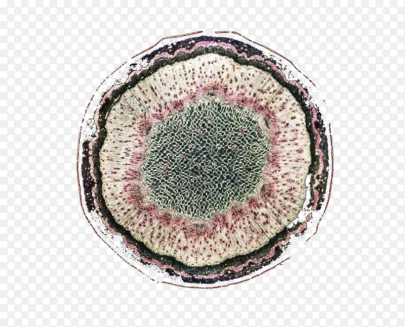 动植物细胞生物细胞