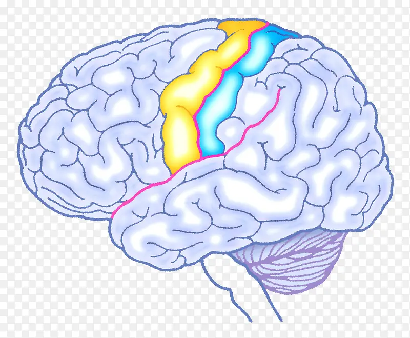 人体器官大脑平面图