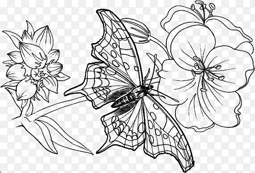 蝴蝶落在花枝上简笔画