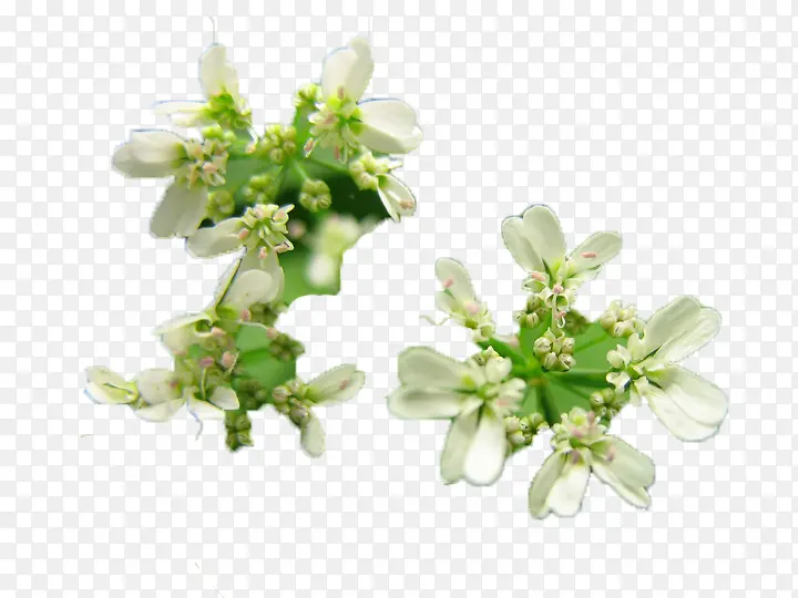白色的荔枝花