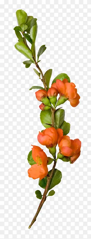 绽放的橙色花朵