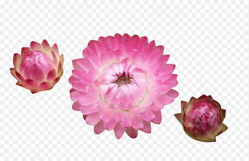 蜡菊花苞和盛开的花图片素材